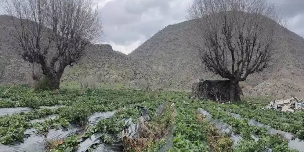 Reçellerin gözdesi sason çileğinin hasadı gecikti: Hangi hastalıklara iyi geliyor, faydaları neler? 2